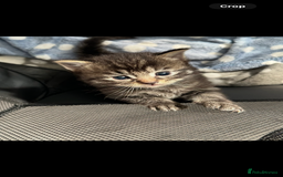 Mixed Breed cats for sale: Beautiful ragdoll x babies  in Ellesmere Port - Image 21