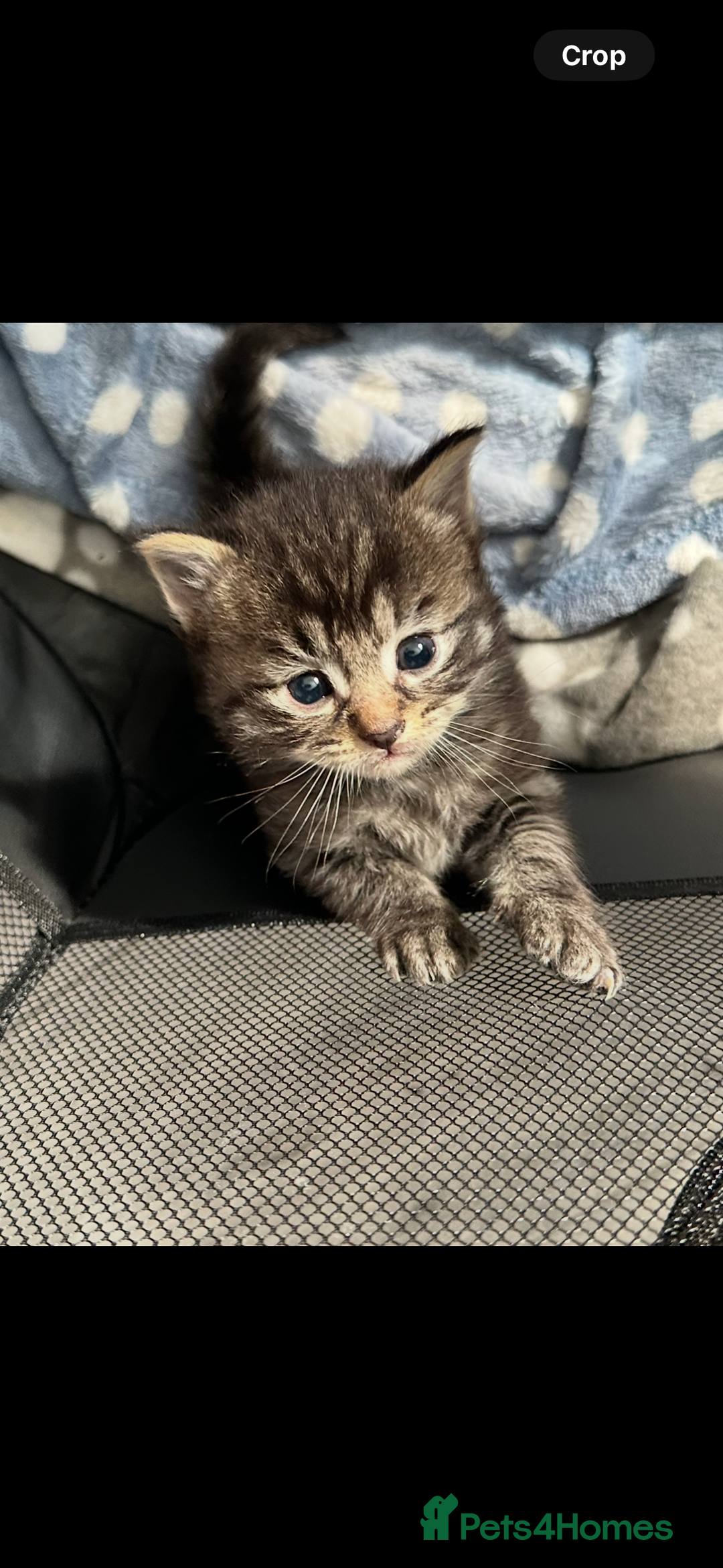 Mixed Breed cats for sale: Beautiful ragdoll x babies  in Ellesmere Port - Image 21
