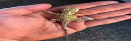 Dragon reptiles for sale: Rankins dragons - Advert 5