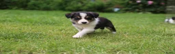 Border Collie dogs for sale: Black/ White & Tan Health Tested - Advert 5