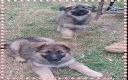 German Shepherd dogs for sale: 6 baby bears - Image 22