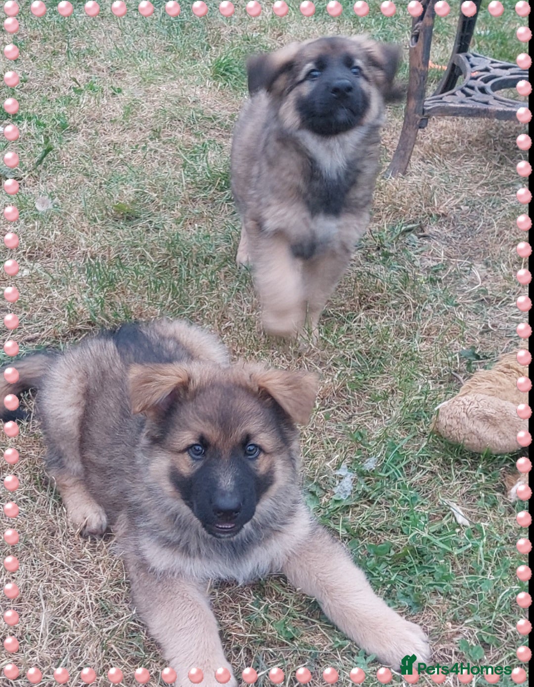 German Shepherd dogs for sale: 6 baby bears - Image 22