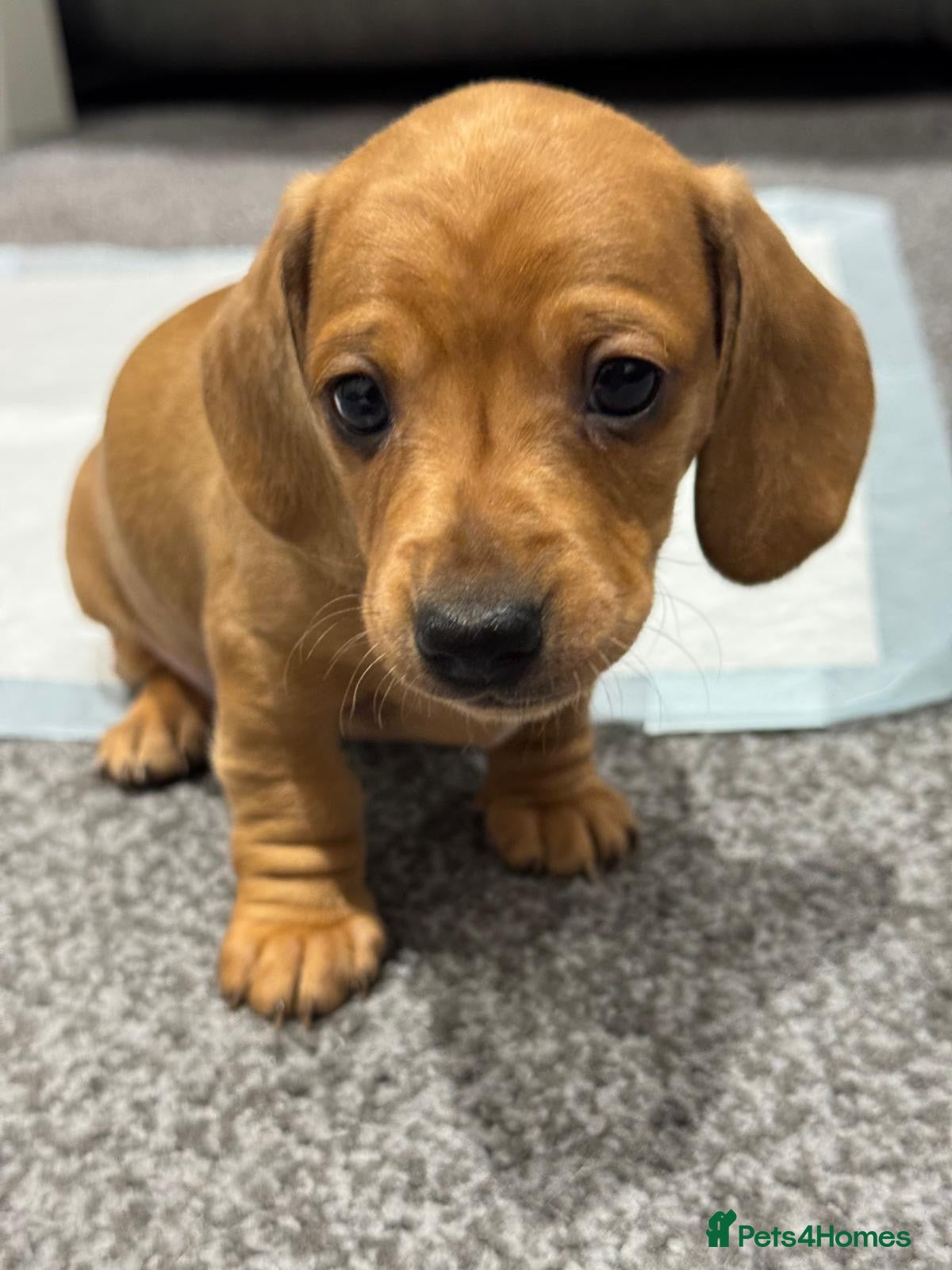 Dachshund dogs 3 Beautiful Standard Dachshund Puppies - Advert 14