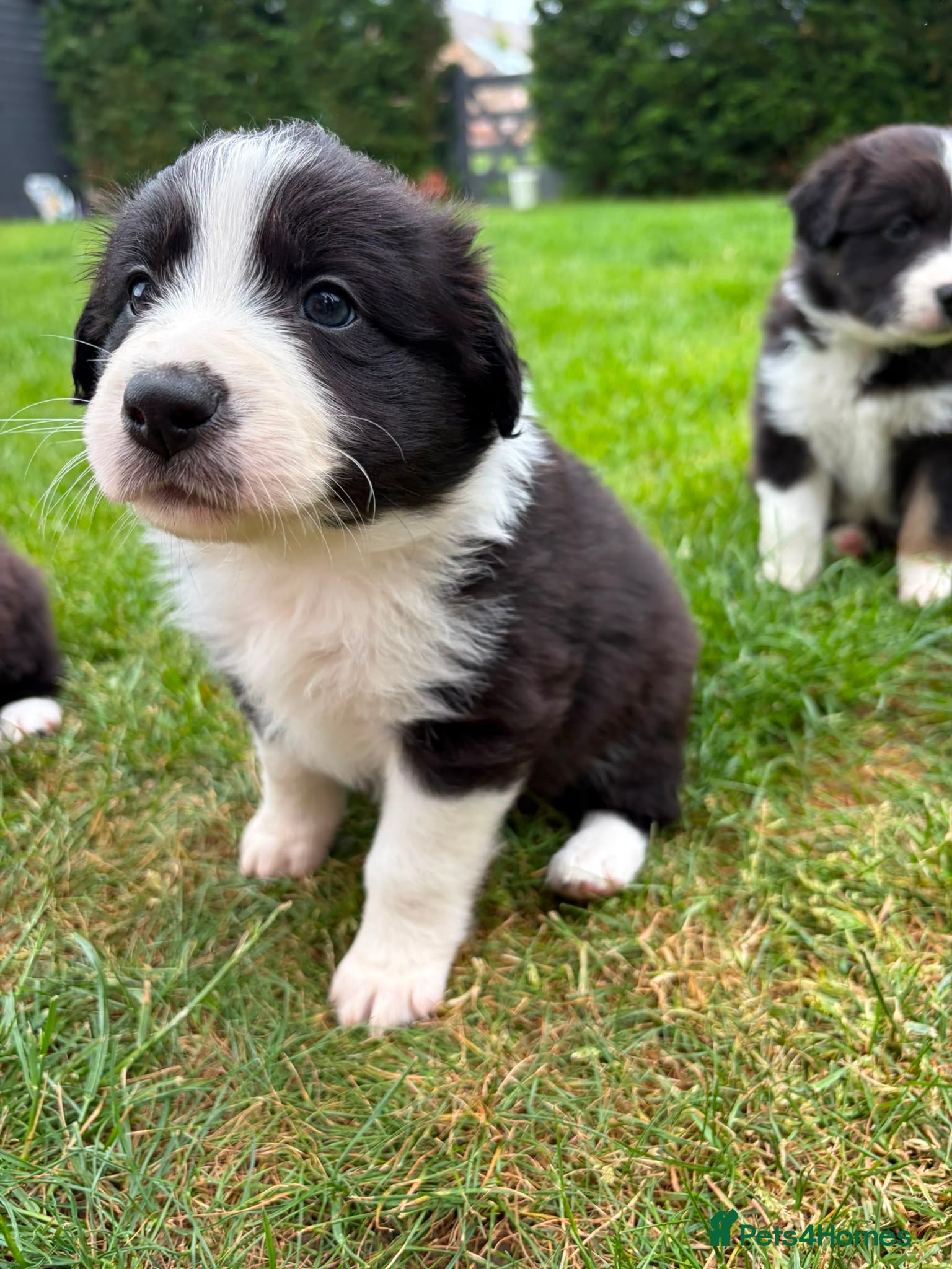 Mixed Breed dogs ✨ Beautiful Border Aussie Puppies ✨ - Advert 2