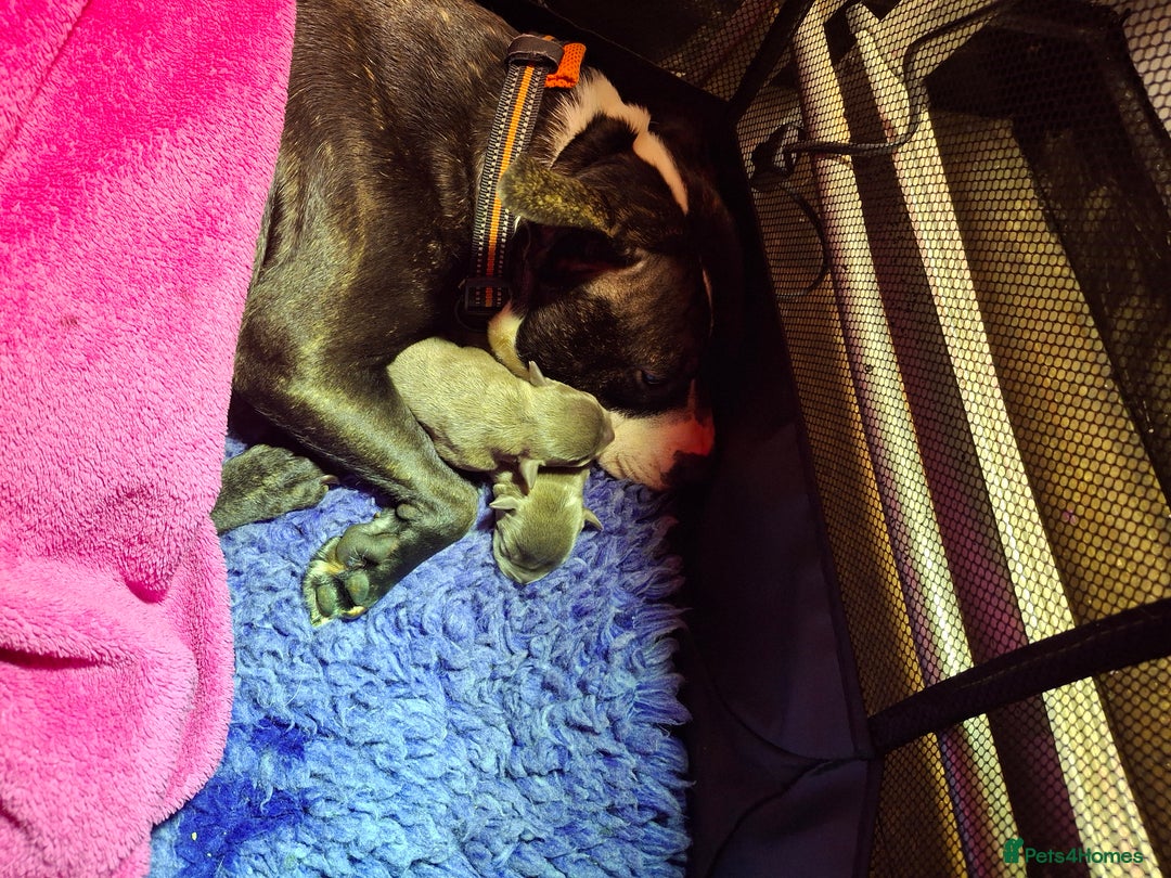 Staffordshire Bull Terrier dogs for sale: Blue Staffordshire Bull Terrier puppies - Image 6