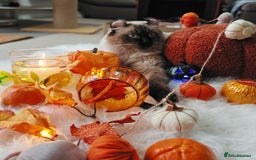 American Curl cats for sale: Two very rare and wonderful kittens for sale - Image 1