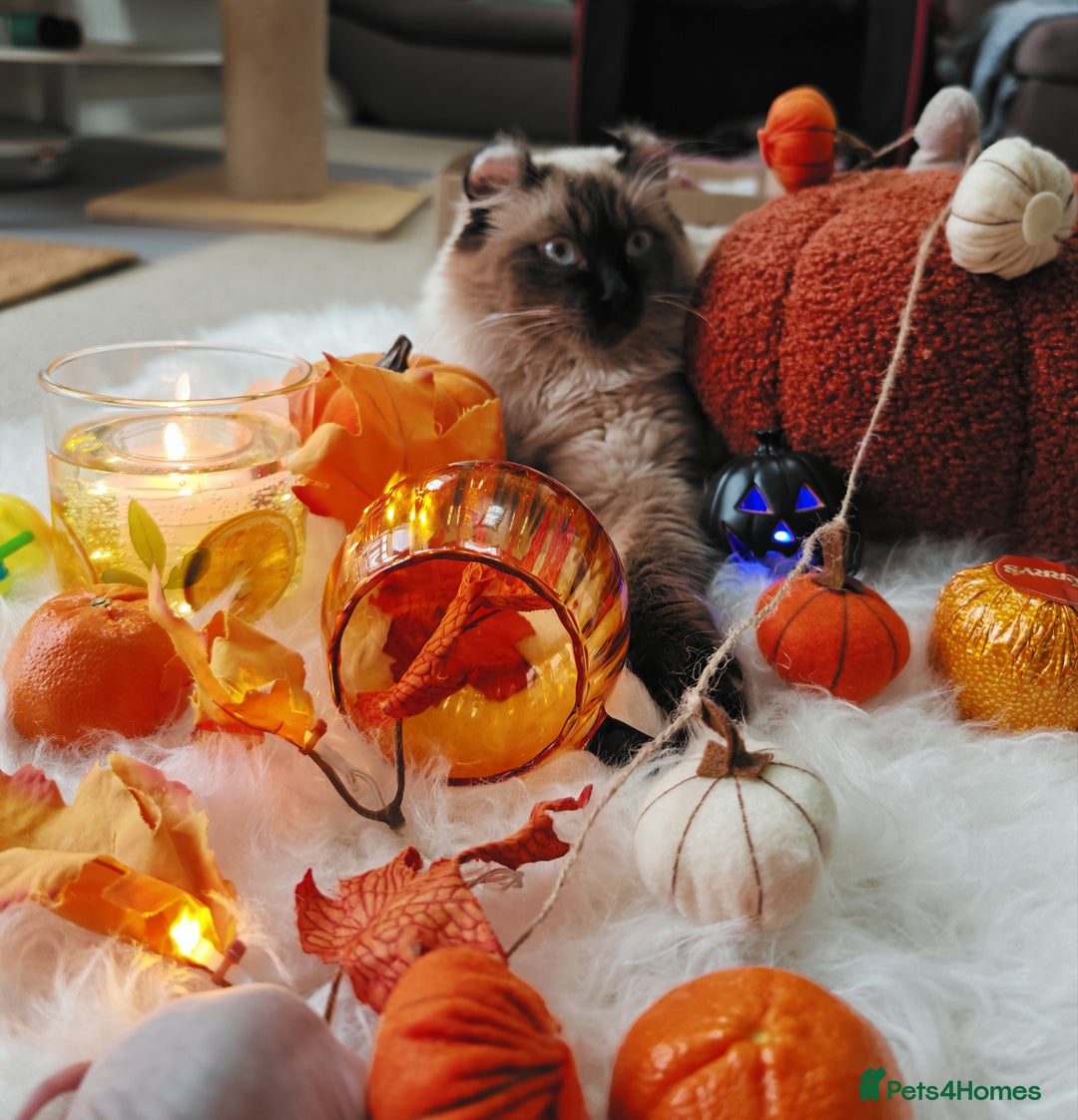 American Curl cats for sale: Two very rare and wonderful kittens for sale - Image 1