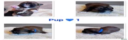 Shih Tzu dogs for sale: Shih Tzu litter  - Advert 9