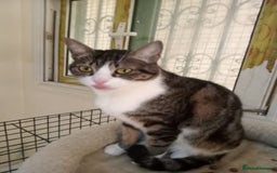 Mixed Breed cats for adoption: Perfect cuddly Patchi! - Image 2