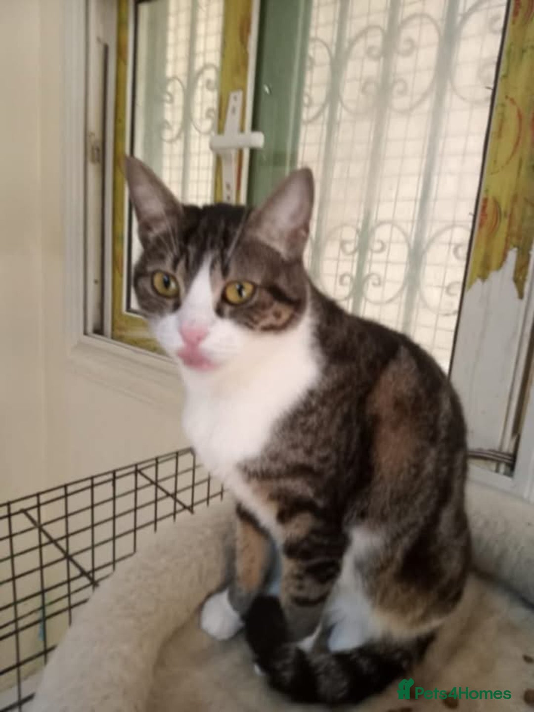 Mixed Breed cats for adoption: Perfect cuddly Patchi! - Image 2
