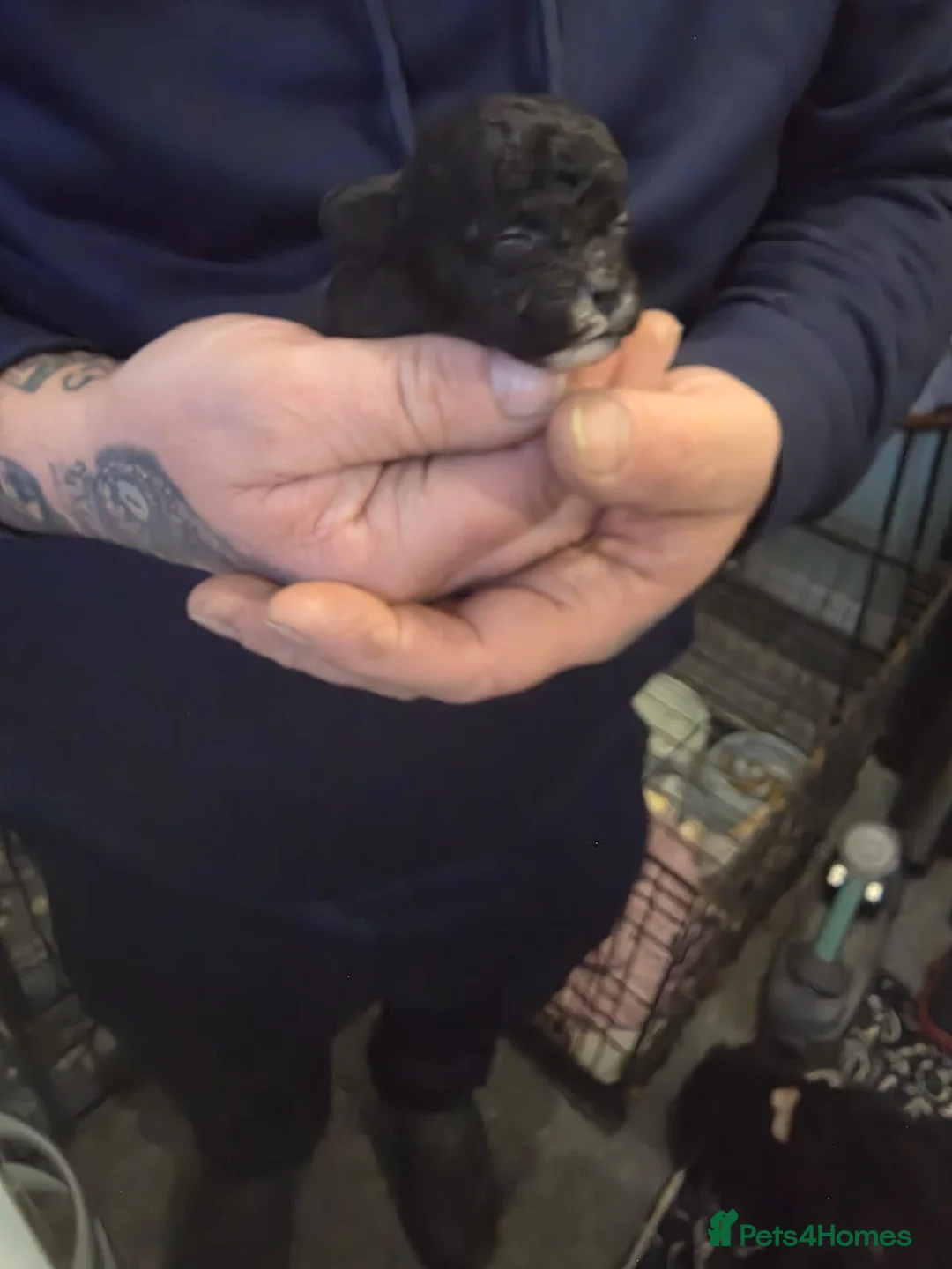 Shihpoo dogs for sale: Shihpoo puppies in Bury - Advert 6