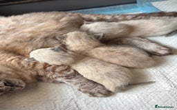 Ragdoll cats for sale: 🌟TICA🌟Champion Ragdoll🏆🏆🏆 - Image 14