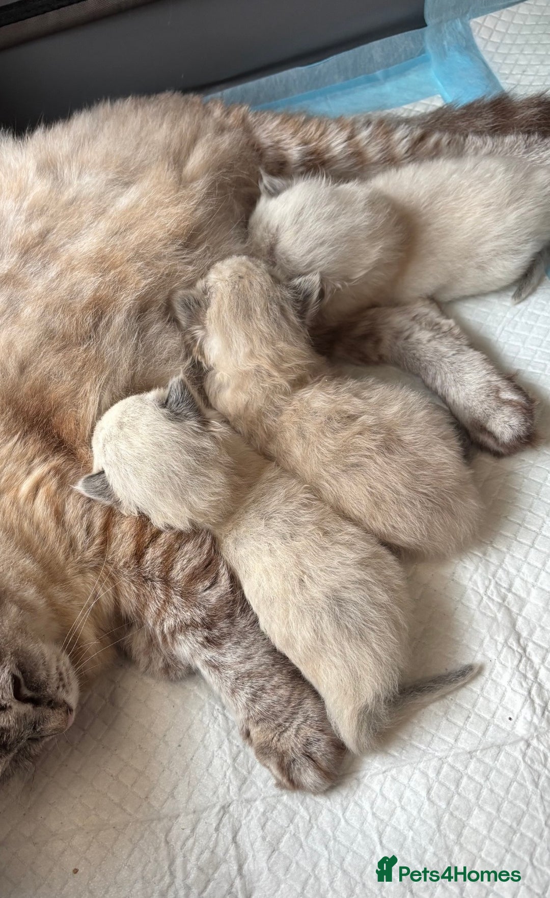Ragdoll cats for sale: 🌟TICA🌟Champion Ragdoll🏆🏆🏆 - Image 14