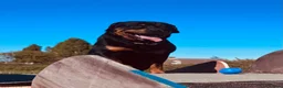 Rottweiler dogs for sale: Rehoming - 3 RY Old Male Rottweiler  - Advert 1