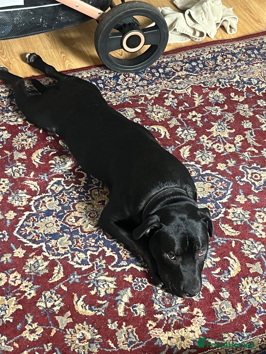 Staffordshire Bull Terrier dogs for sale: 7 month staffy for sale  - Advert 2