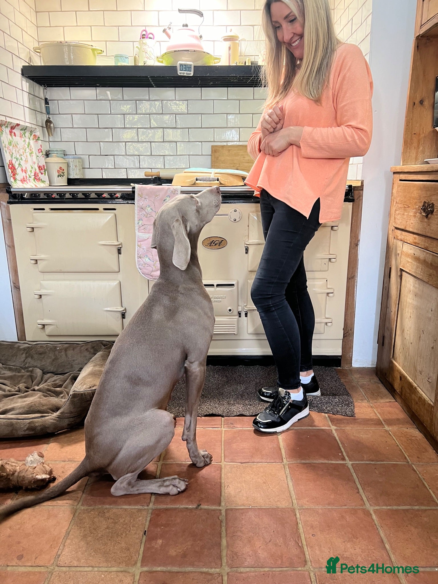 Weimaraner dogs Waiting list open  - Advert 2
