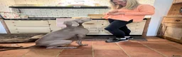 Weimaraner dogs for sale: Waiting list open  - Advert 2