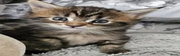 Maine Coon cats for sale: 2 maine coon girl kittens for sale in Paisley - Advert 5