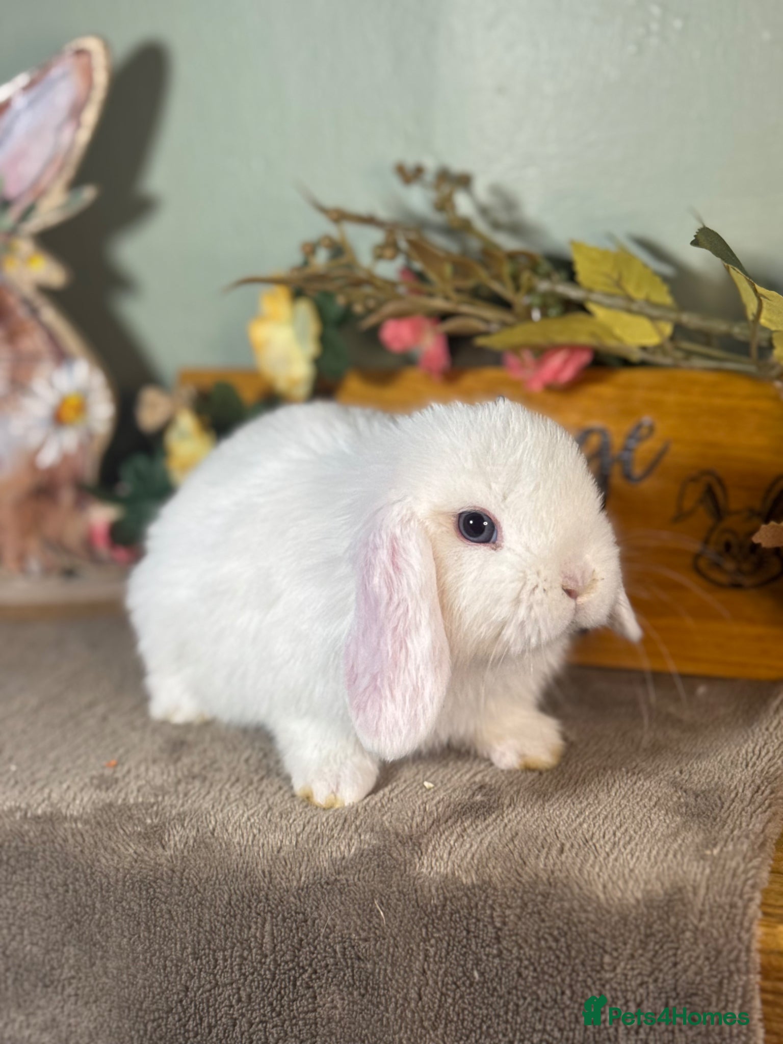 Mini Lop rabbits Gorgeous *vaccinated* pure mini lop babies - Advert 1