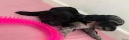 Cockapoo dogs for sale: Outstanding F1 Cockerpoo PuppiesExceptional Colour - Advert 12