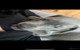 Staffordshire Bull Terrier dogs for sale: Blue staff pups  - Image 34