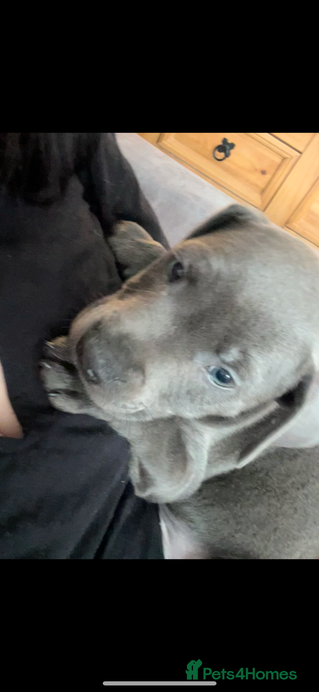 Staffordshire Bull Terrier dogs for sale: Blue staff pups  - Image 34