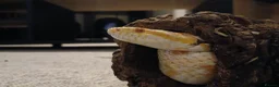 Corn Snake reptiles for sale: Corn snake + Full setup in Bournemouth - Advert 3