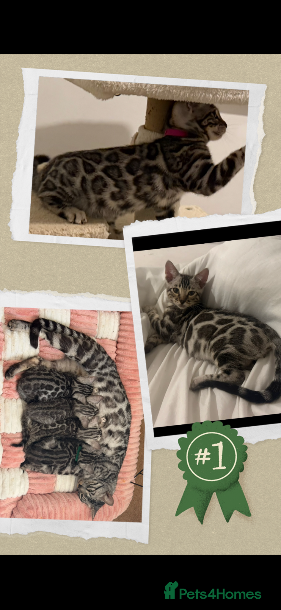 Bengal cats BENGAL 🔥 KITTENS TICA REGISTERED  - Advert 14