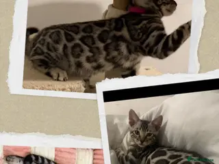 Bengal cats BENGAL 🔥 KITTENS TICA REGISTERED - Advert 14