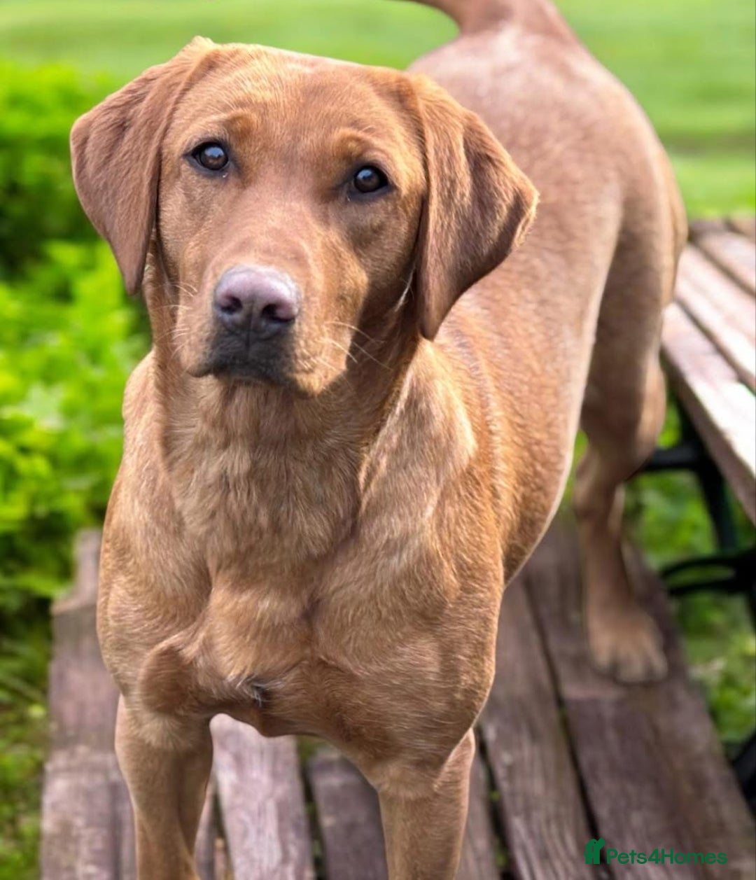 Labrador Retriever dogs for sale: WAITING LIST - KC Reg Dark Fox Red Puppies - Image 2