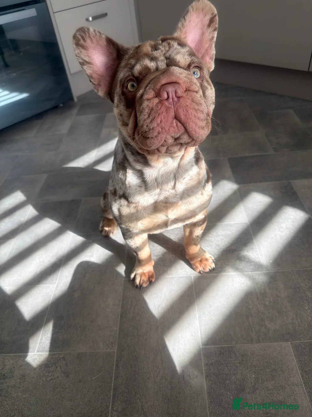 French Bulldog dogs for sale: 🐾 Beautiful 1-Year-Old Merle French Bulldog 🐾 - Advert 2