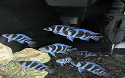 Cichlids fish for sale: 1stGen Tank Bred Frontosa Blue Zaire Moba  - Image 6