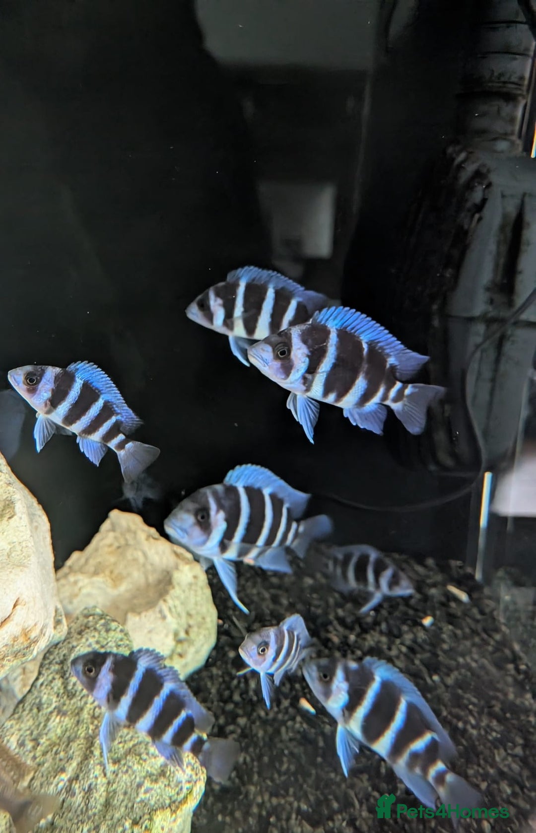 Cichlids fish for sale: 1stGen Tank Bred Frontosa Blue Zaire Moba  - Image 6