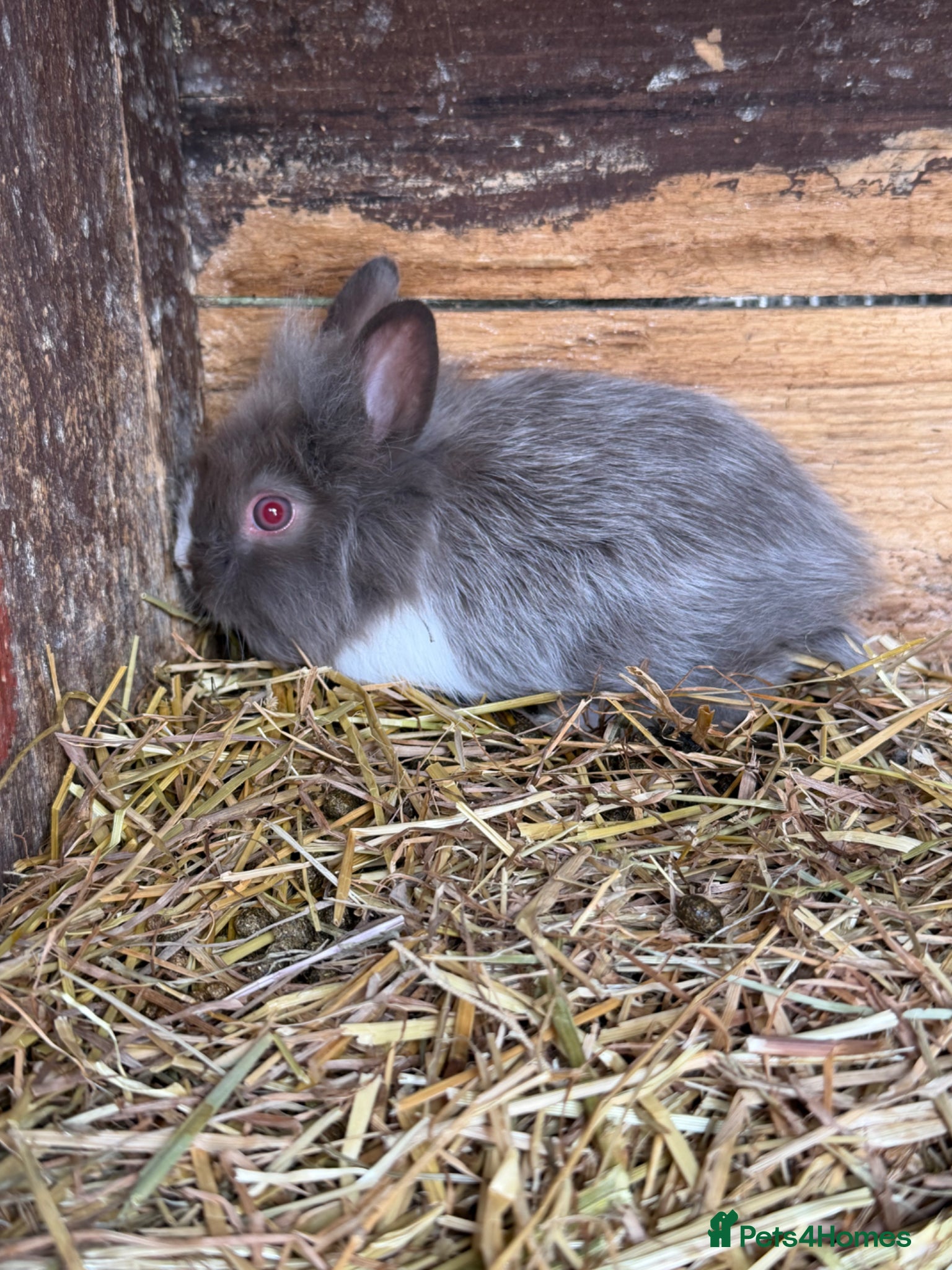 Lionhead rabbits Beautiful baby lionheads  - Advert 14