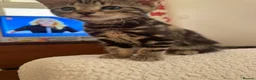 Domestic Shorthair cats for sale: Two kittens looking for their forever home 🐾 - Advert 11