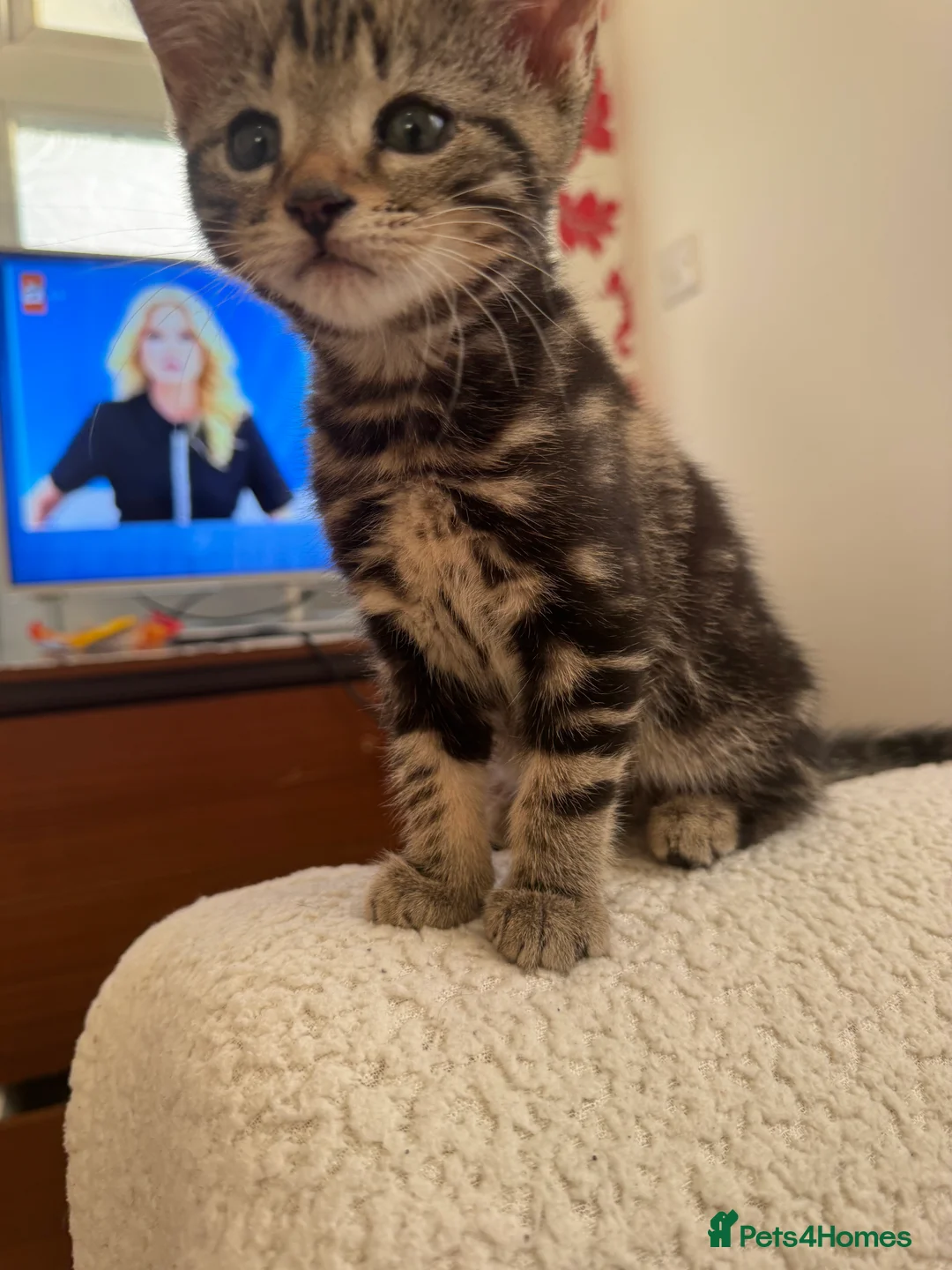 Domestic Shorthair cats for sale: Two kittens looking for their forever home 🐾 - Advert 11