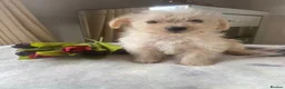Westiepoo dogs for sale: Westypoos in Northallerton - Advert 5