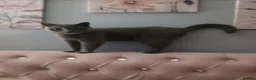 British Shorthair cats for sale: British shorthair (saffron) - Advert 5