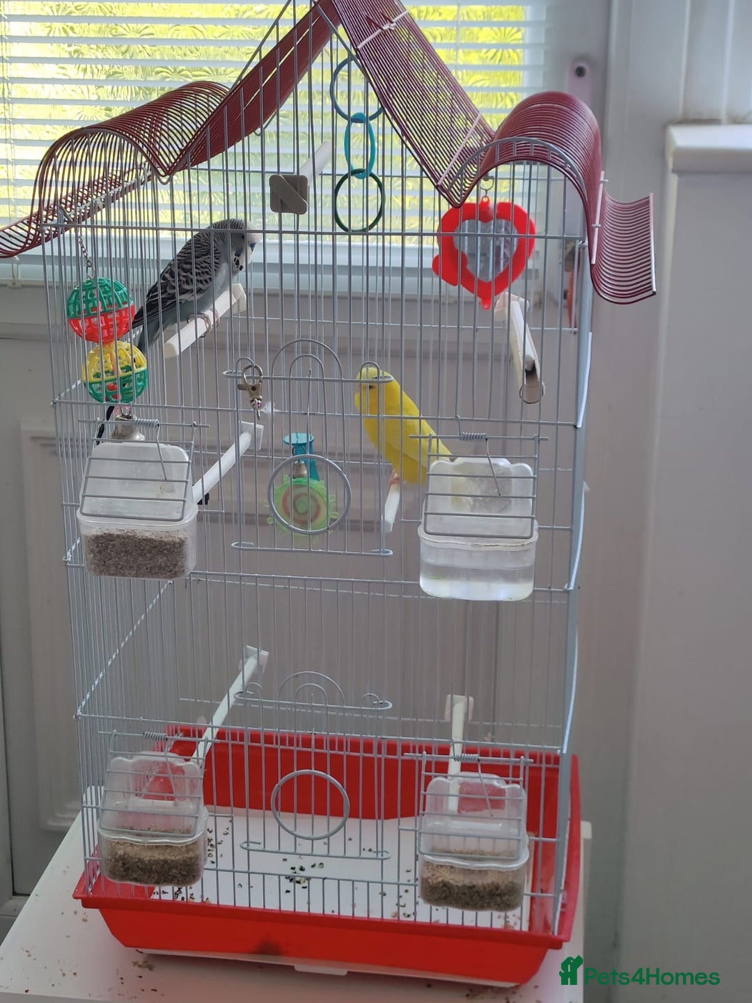 Budgerigars birds for sale: Bonded Budgies looking for a new home - Image 3
