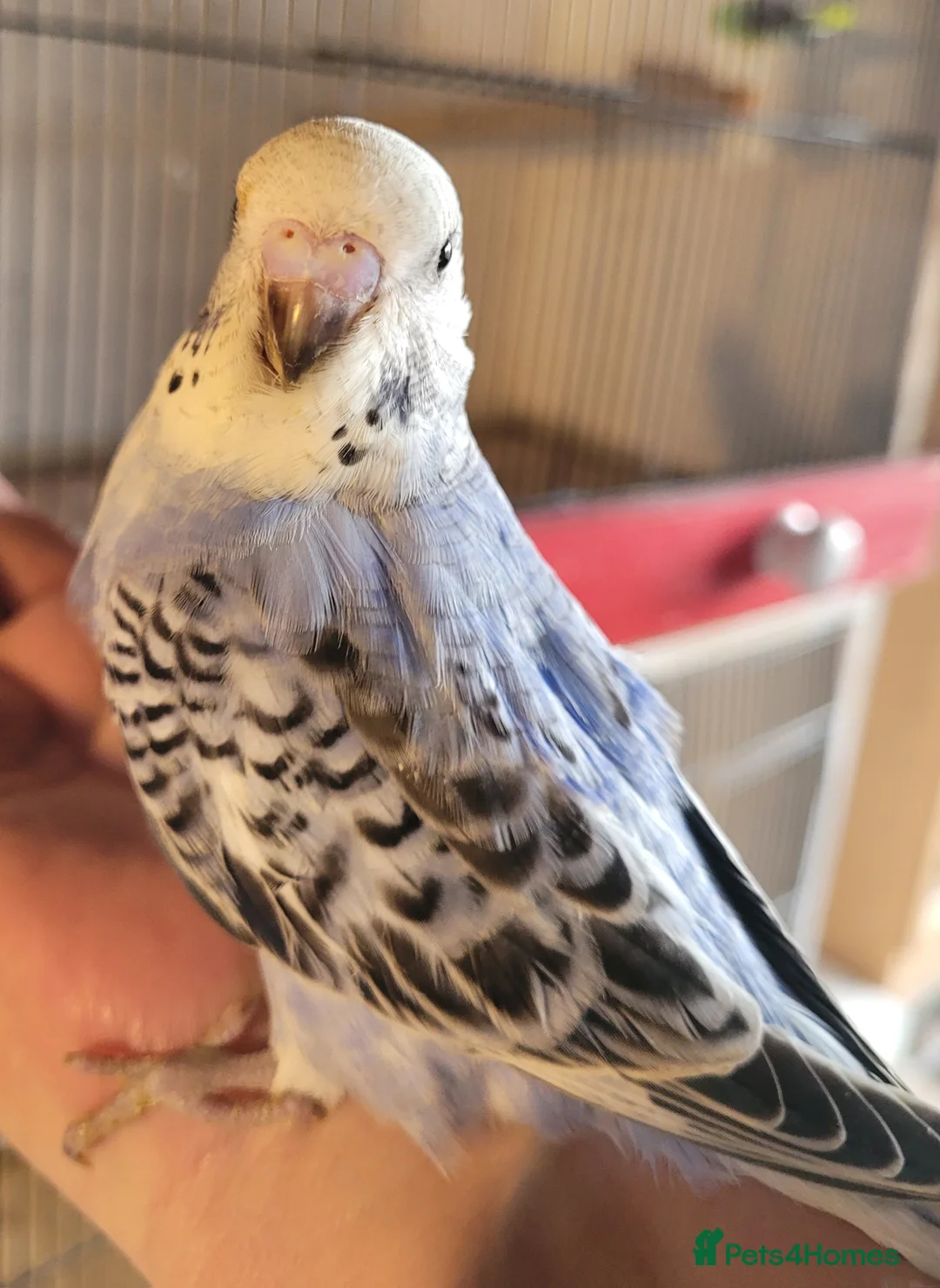 Budgerigars birds for sale: Baby Budgies (no offers) - Advert 23