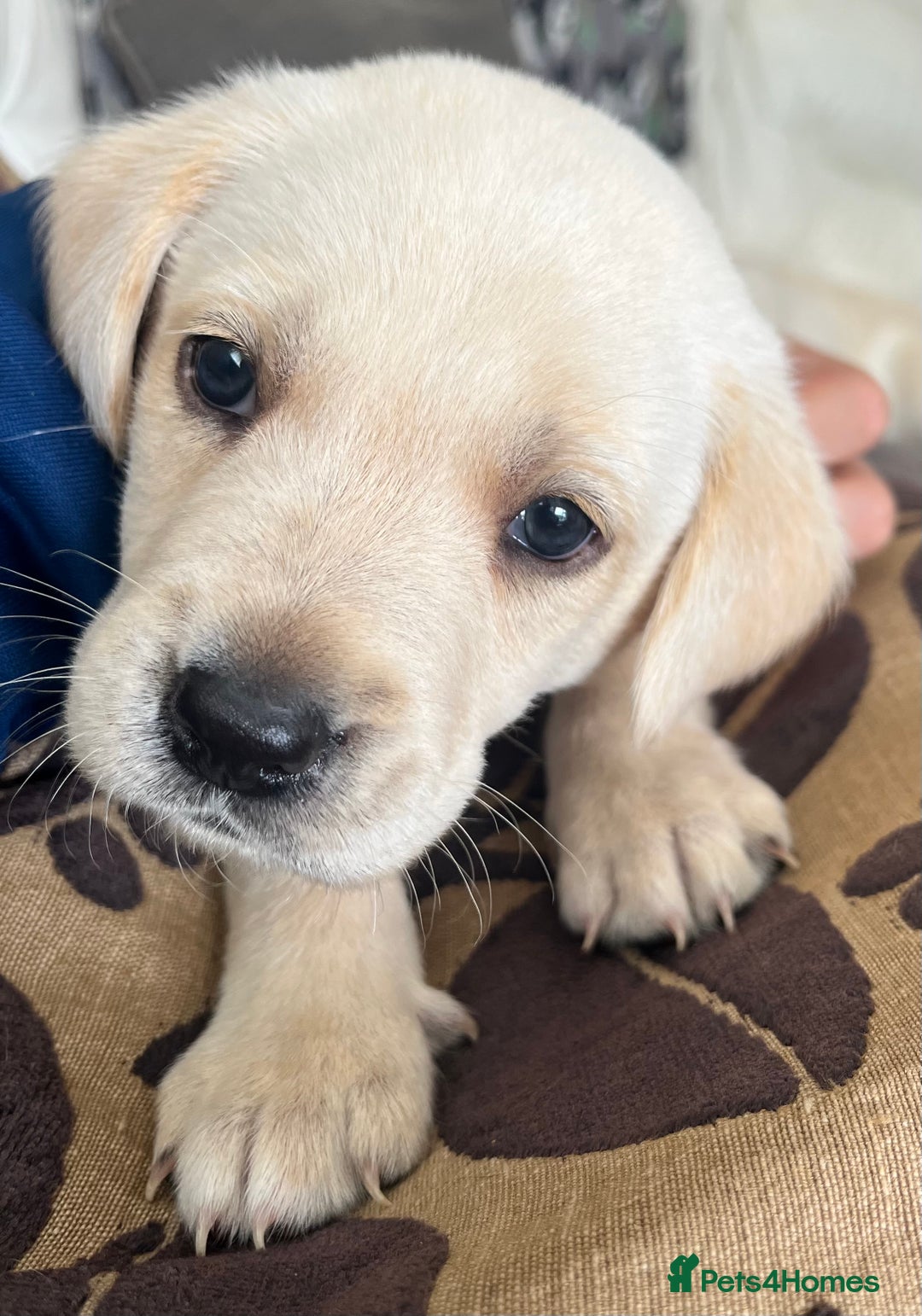 Labrador Retriever dogs for sale: Labrador puppies  - Image 9