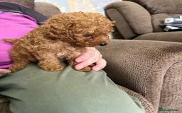 Toy Poodle dogs for sale: Red toy poodle - Image 11