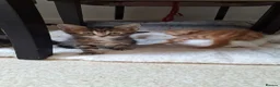 Bengal cats for sale: Beautiful kittens for sale  in Nottingham - Advert 12