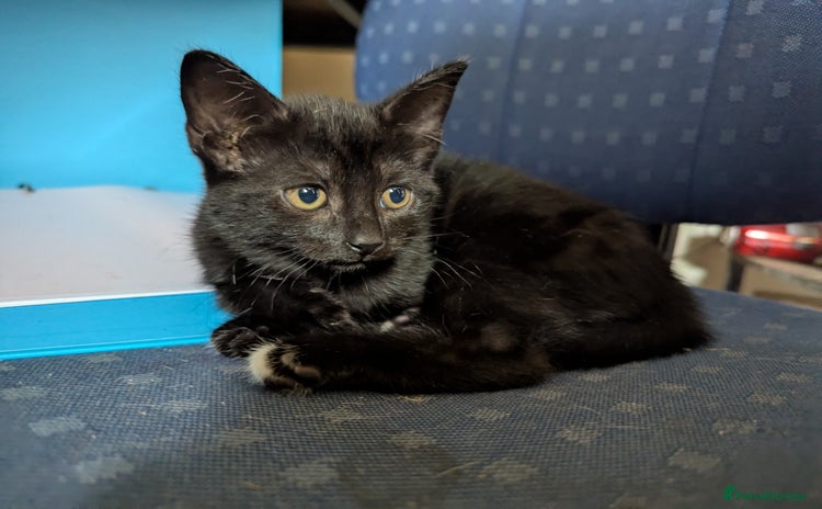 Mixed Breed cats - Advert 15