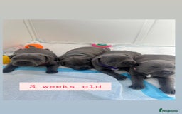 Staffordshire Bull Terrier dogs for sale: Orange Collar Puppy  - KC registered Blue ‘Bullscaff Pharaon’ Staffy Boy - Image 17