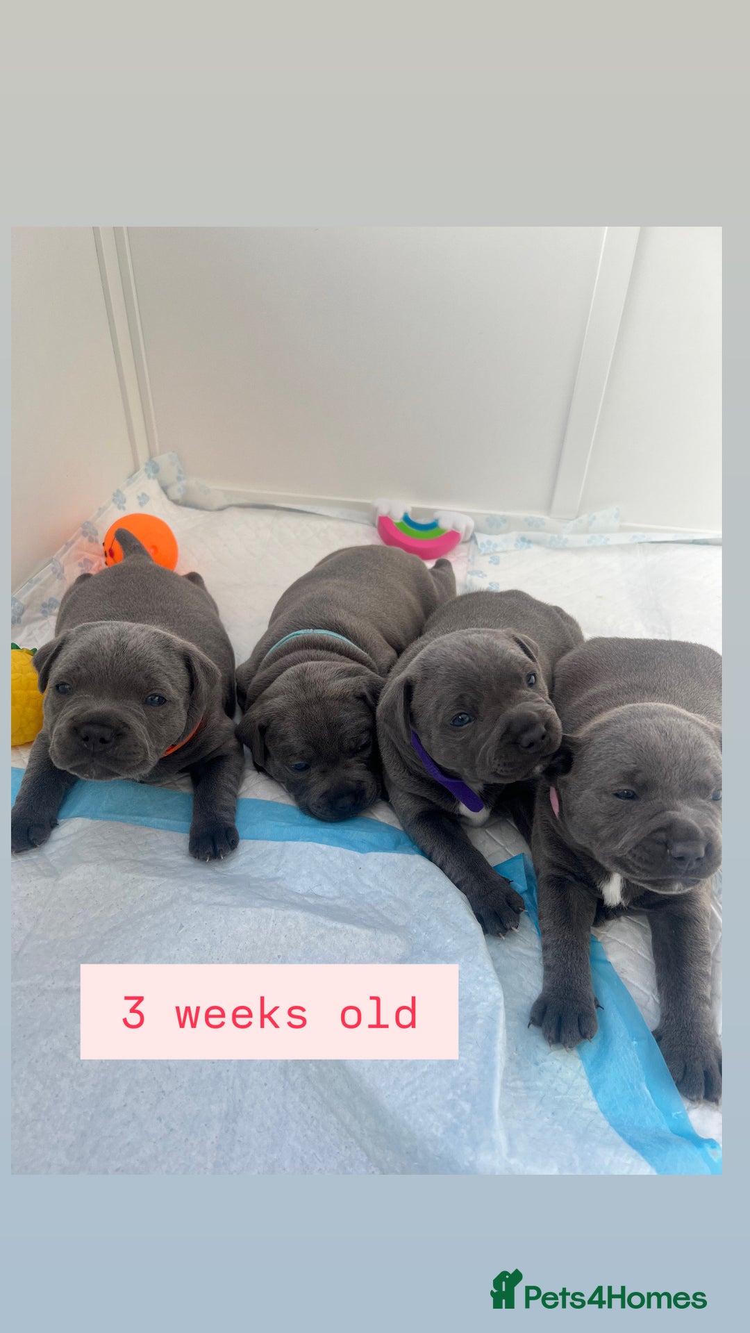 Staffordshire Bull Terrier dogs for sale: Orange Collar Puppy  - KC registered Blue ‘Bullscaff Pharaon’ Staffy Boy - Image 17