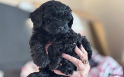 Cockapoo dogs for sale: Licensed Breeder for peace of mind  - Image 17