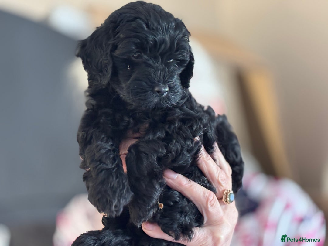 Cockapoo dogs for sale: Licensed Breeder for peace of mind  - Image 17