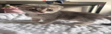 Scottish Fold 3