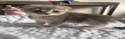 Scottish Fold cats for sale: 6 stunning scottish fold kittens  in Weybridge - Advert 12